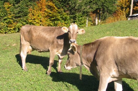 Familienurlaub auf dem Bauernhof - Auch im Herbst gibt es eine Menge zu Entdecken wie zum Beispiel die Kühe auf der Weide.