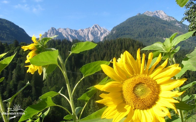 Panoramablick auf die Karnischen Alpen - Urlaub im Lesachtal - Kärnten - Österreich
