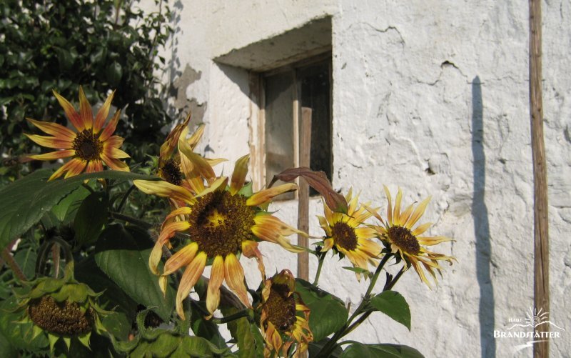 Sonnenblumen - Stallfenster - Haus-Brandstaetter